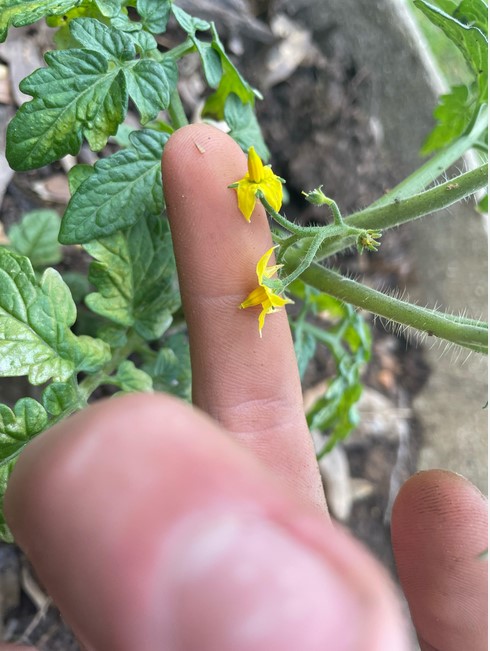 pollinating-flowers