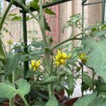 tomato-flowers