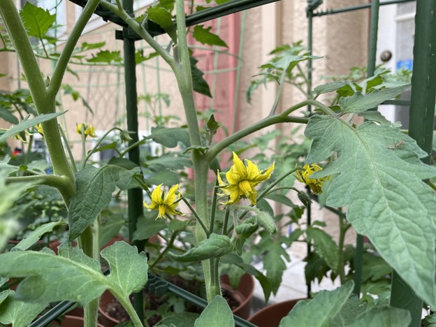 tomato-flowers