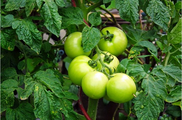 tomato-plant