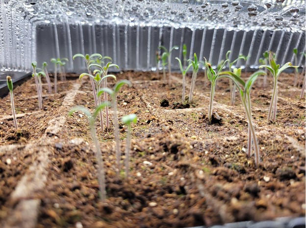 tomato-plant