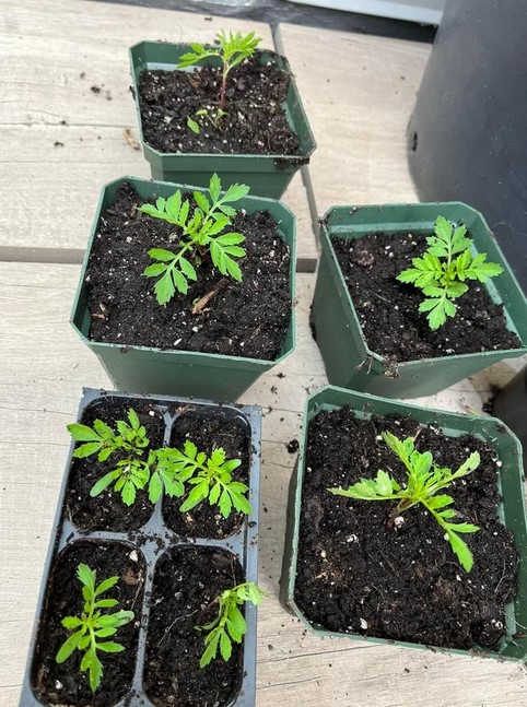 tomato-saplings