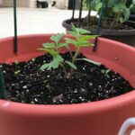 tomato-germination