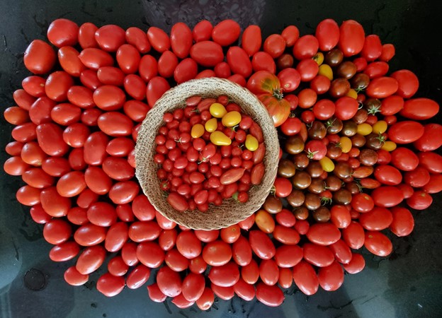 feature-image-Roma-tomatoes