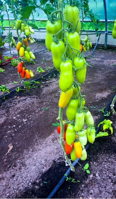 green-roma-tomatoes