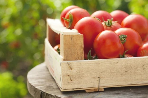 tomato-in-cardboard-boxes