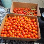 tomato-packing-feature-image