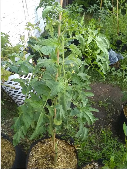 tomato-plant-in-grow-bags