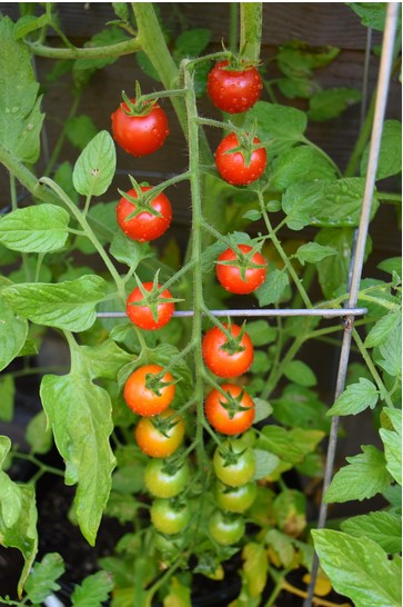 cherry-tomatoes-on-vine