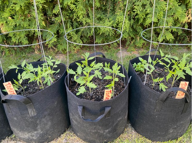 tomatoes-in-grow-bags