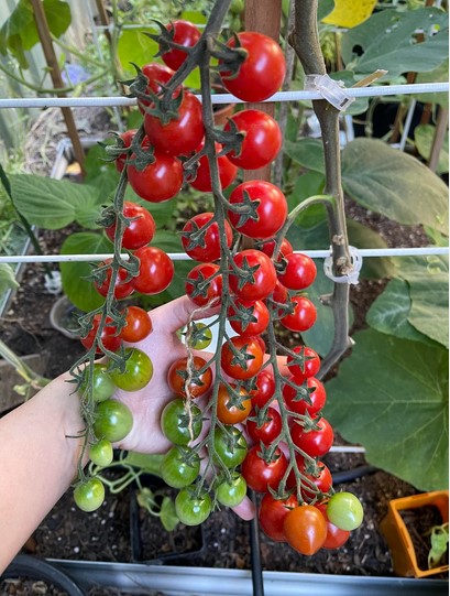 varieties-of-cherry-tomatoes