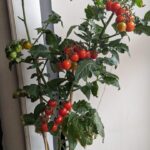 growing-cherry-tomatoes