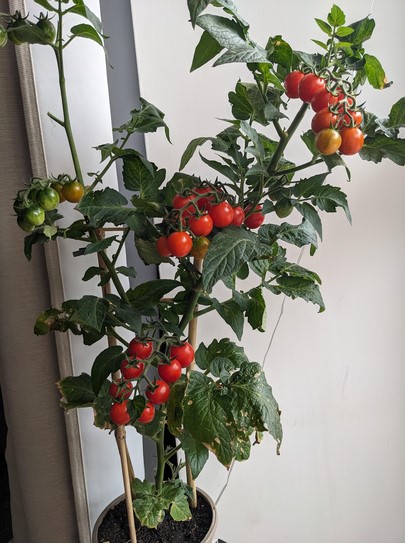 growing-cherry-tomatoes