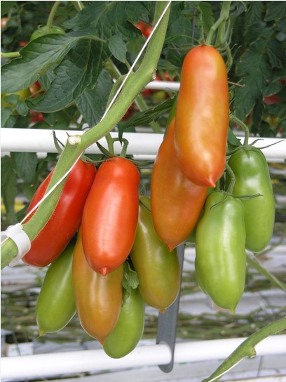 san-marzano-tomatoes