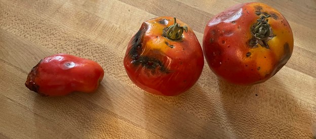 tomato-brown-spots