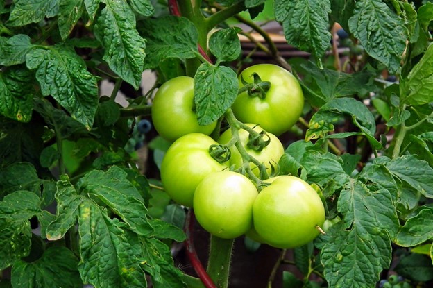 tomatoes-on-plant