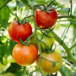 tomatoes
