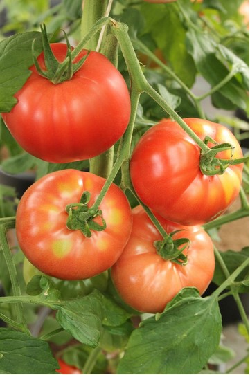 hanging-tomatoes