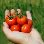 CHERRY-TOMATOES-FEATURE-IMAGE