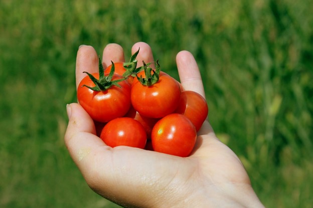 CHERRY-TOMATOES-FEATURE-IMAGE