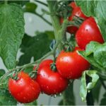 cherry-tomatoes-on-vine