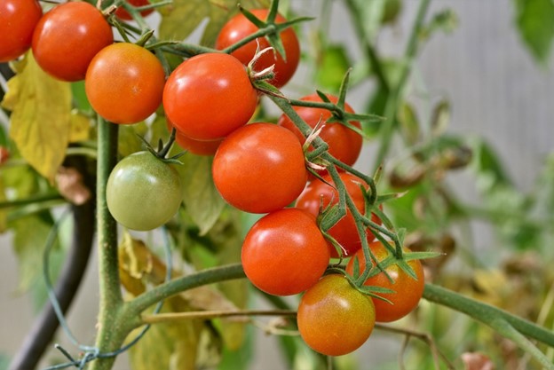 cherry-tomatoes