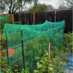 covering-tomato-plants-from-frost