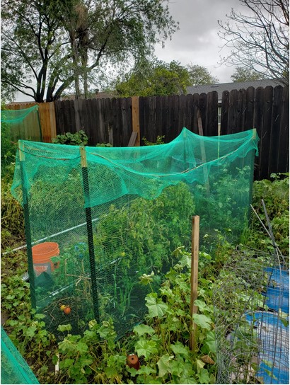 covering-tomato-plants-from-frost