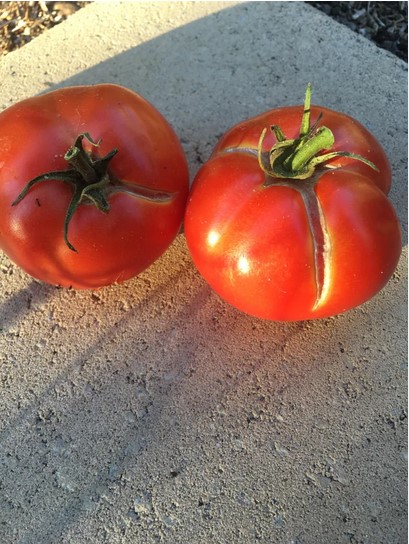 cracked-tomatoes