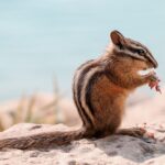 feature-image-animals-eating-tomatoes