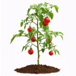 feature-image-tomatoes-in-raised-bed