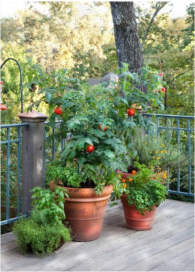 fully-grown-tomato-plant