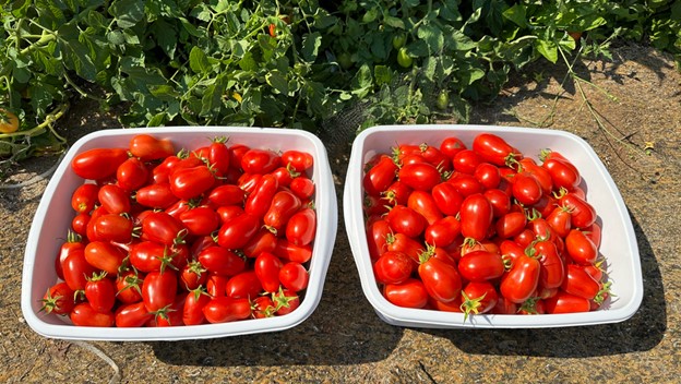 harvest-tomatoes