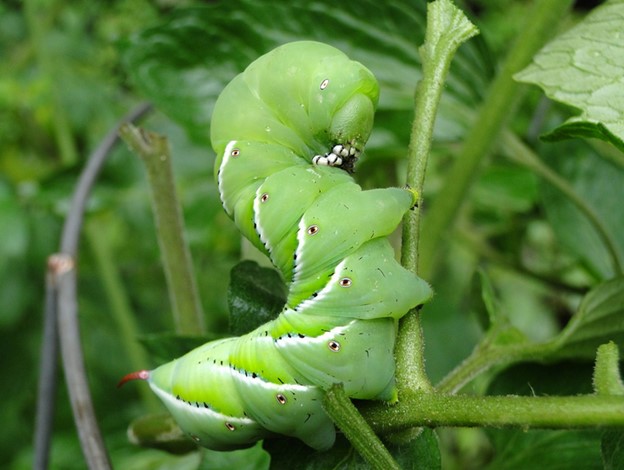 hornworms