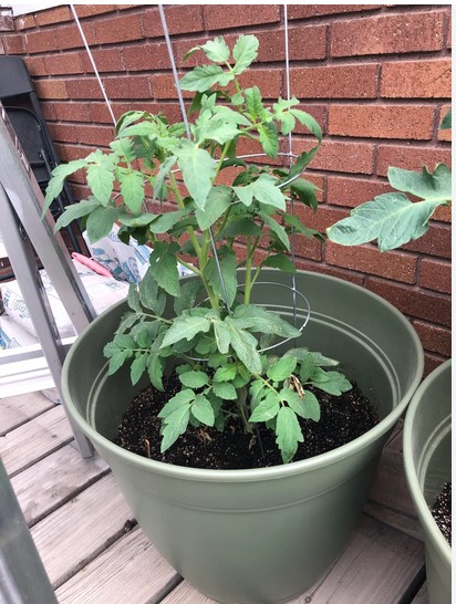 potted-tomato-plant