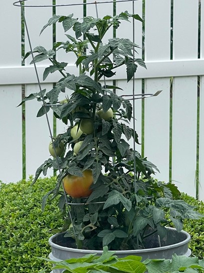 potted-tomato