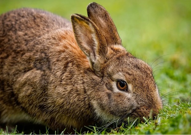 rabbits