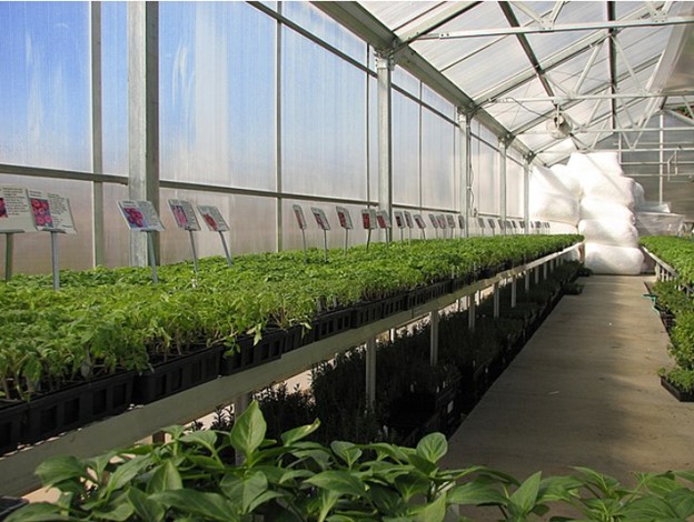 raised-beds-tomato-plants