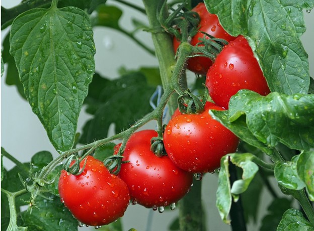 ripe-cherry-tomatoes-on-vine