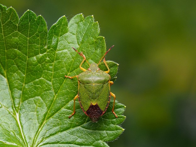 stink-bugs