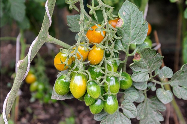 tomato-plants