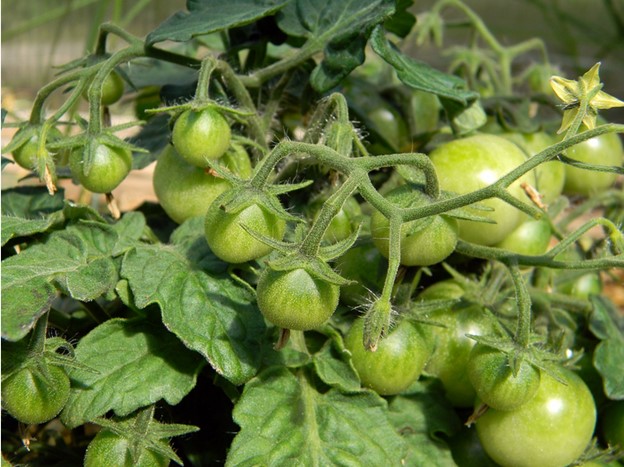 unripe-cherry-tomatoes