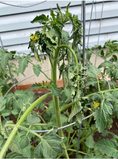 wilting-tomato-leaves