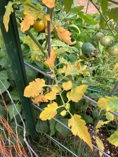 yellowing-of-tomato-leaves