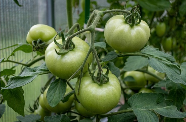 green-colored-tomatoes