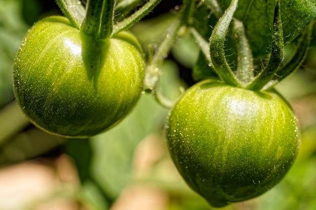 green-tomato