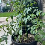 Tomato-plant