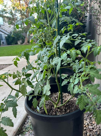 Tomato-plant