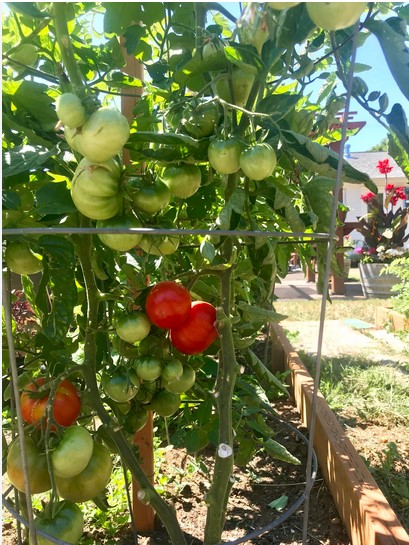 tomato-plant