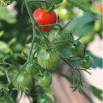 tomato-plant-with-fruits